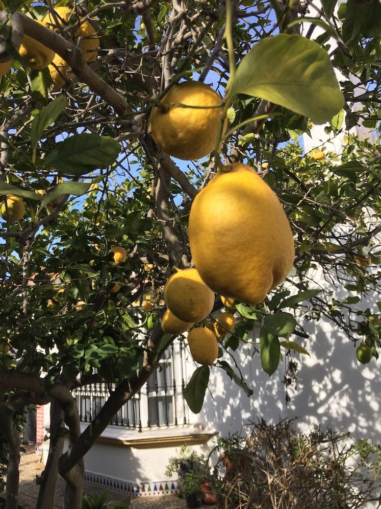 Dimanche 17 janvier Le citronnier du jardin